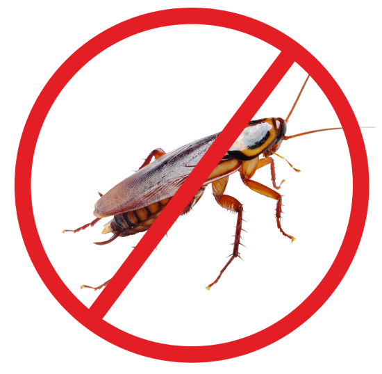 Cockroach